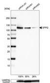 Anti-SFPQ antibody produced in rabbit Prestige Antibodies&#174; Powered by Atlas Antibodies, affinity isolated antibody, buffered aqueous glycerol solution