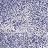 Anti-PIR antibody produced in rabbit Prestige Antibodies&#174; Powered by Atlas Antibodies, affinity isolated antibody, buffered aqueous glycerol solution