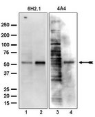 Anti-PTEN Antibody, clone 6H2.1 clone 6H2.1, Upstate&#174;, from mouse