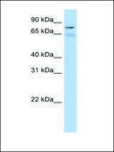 Anti-BRD4 affinity isolated antibody