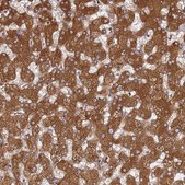 Anti-PRKAB2 antibody produced in rabbit Prestige Antibodies&#174; Powered by Atlas Antibodies, affinity isolated antibody, buffered aqueous glycerol solution