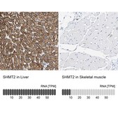 Anti-SHMT2 antibody produced in rabbit Prestige Antibodies&#174; Powered by Atlas Antibodies, affinity isolated antibody, buffered aqueous glycerol solution, Ab2