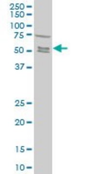 Monoclonal Anti-SMAD5 antibody produced in mouse clone 4F10, purified immunoglobulin, buffered aqueous solution