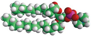 14:0-18:0 PC 1-myristoyl-2-stearoyl-sn-glycero-3-phosphocholine, powder