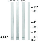 Anti-CHOP, N-Terminal antibody produced in rabbit affinity isolated antibody