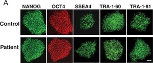 Anti-TRA-1-81 Antibody, clone TRA-1-81 clone TRA-1-81, Chemicon&#174;, from mouse