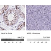 Anti-NASP antibody produced in rabbit Prestige Antibodies&#174; Powered by Atlas Antibodies, affinity isolated antibody, buffered aqueous glycerol solution