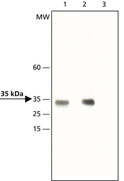 Anti-dimethyl-Histone H1.4 (diMe-Lys26) antibody produced in rabbit ~1.5&#160;mg/mL, affinity isolated antibody, buffered aqueous solution