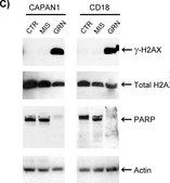 Anti-Histone H2A.X Antibody serum, Upstate&#174;