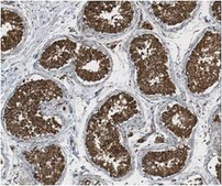 Anti-VAPA Antibody, clone 7E10.1 clone 7E10.1, from mouse