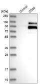 Anti-CD93 antibody produced in rabbit Prestige Antibodies&#174; Powered by Atlas Antibodies, affinity isolated antibody, buffered aqueous glycerol solution