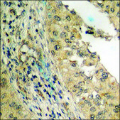 Anti-phospho-Csk (pSer364) antibody produced in rabbit affinity isolated antibody