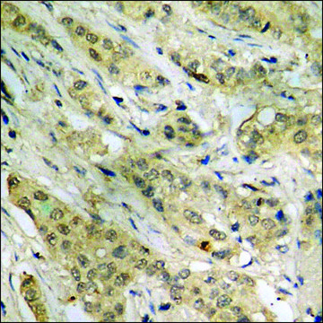 Anti-phospho-p53 (pThr387) antibody produced in rabbit affinity isolated antibody