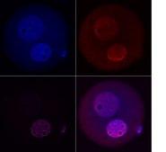 Anti-TET3 from rabbit, purified by affinity chromatography