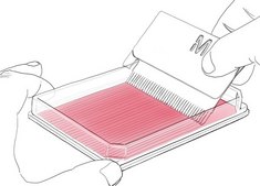 Cell Comb&#8482; Scratch Assay