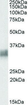 Anti-BST2 antibody produced in goat affinity isolated antibody, buffered aqueous solution