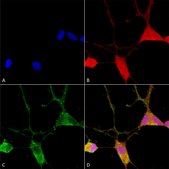 Monoclonal Anti-Mmp9 antibody produced in mouse clone S51-82, purified immunoglobulin