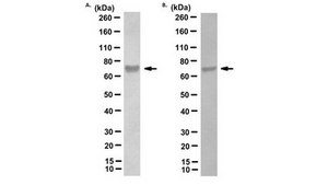 Anti-methylated TLS/FUS Antibody, clone 9G6 clone 9G6, from rat