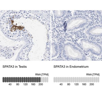 Anti-SPATA3 antibody produced in rabbit Prestige Antibodies&#174; Powered by Atlas Antibodies, affinity isolated antibody, buffered aqueous glycerol solution