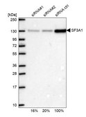 Anti-SF3A1 antibody produced in rabbit Prestige Antibodies&#174; Powered by Atlas Antibodies, affinity isolated antibody, buffered aqueous glycerol solution