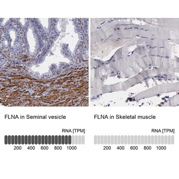 Anti-FLNA antibody produced in rabbit Ab2, Prestige Antibodies® Powered by Atlas Antibodies, affinity isolated antibody, buffered aqueous glycerol solution