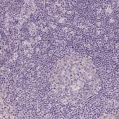 Anti-APOA4 antibody produced in rabbit Prestige Antibodies&#174; Powered by Atlas Antibodies, affinity isolated antibody, buffered aqueous glycerol solution