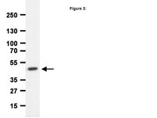 ChIPAb+ CREB - ChIP Validated Antibody and Primer Set, rabbit monoclonal culture supernatant, clone NL904, from rabbit