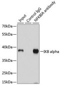 Anti-IKB alpha antibody produced in rabbit
