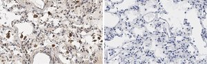 Anti-MRC1 Antibody, clone 1C9 ZooMAb&#174; Rabbit Monoclonal recombinant, expressed in HEK 293 cells