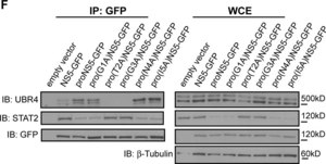 Anti-&#946;-Tubulin antibody, Mouse monoclonal clone D66, purified from hybridoma cell culture