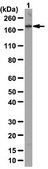 Anti-EEA1 Antibody from rabbit, purified by affinity chromatography
