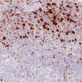 Monoclonal Anti-RUNX2 antibody produced in mouse Prestige Antibodies&#174; Powered by Atlas Antibodies, clone CL0235, purified immunoglobulin, buffered aqueous glycerol solution