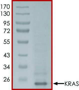 KRAS (Mature Form), Active PRECISIO&#174; Kinase, recombinant
