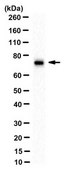 Anti-Synapsin-1 Antibody, clone 10.22 clone 10.22, from mouse
