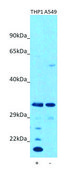Anti-HIST1H1E (N-terminal) antibody produced in rabbit affinity isolated antibody