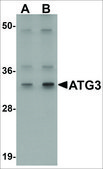 Anti-ATG3 antibody produced in rabbit affinity isolated antibody, buffered aqueous solution