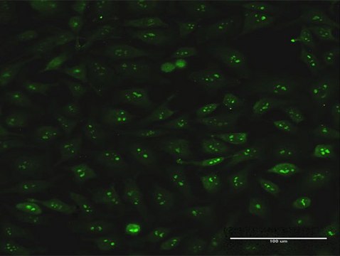 Monoclonal Anti-S100A7 antibody produced in mouse clone 2A10, purified immunoglobulin, buffered aqueous solution