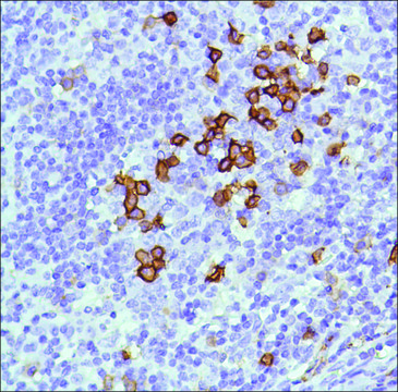 Anti-CD38 antibody, Rabbit monoclonal clone SP149, recombinant, expressed in proprietary host, tissue culture supernatant