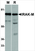 Anti-IRAK-M antibody produced in rabbit affinity isolated antibody, buffered aqueous solution