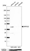 Anti-MRPS22 antibody produced in rabbit Prestige Antibodies&#174; Powered by Atlas Antibodies, affinity isolated antibody, buffered aqueous glycerol solution