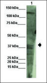 Anti-GNAS antibody produced in rabbit affinity isolated antibody