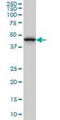 Monoclonal Anti-MAP2K7 antibody produced in mouse clone 4E8, purified immunoglobulin, buffered aqueous solution
