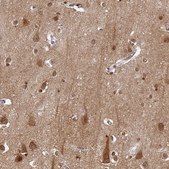 Anti-OMG antibody produced in rabbit Prestige Antibodies&#174; Powered by Atlas Antibodies, affinity isolated antibody, buffered aqueous glycerol solution