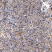 Anti-TSPOAP1 antibody produced in rabbit Prestige Antibodies® Powered by Atlas Antibodies, affinity isolated antibody, buffered aqueous glycerol solution, Ab1