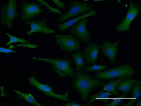 Monoclonal Anti-PAFAH1B1, (N-terminal) antibody produced in mouse clone 5A5, purified immunoglobulin, buffered aqueous solution