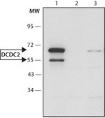 Anti-DCDC2 (C-terminal) antibody produced in rabbit ~1.5&#160;mg/mL, affinity isolated antibody, buffered aqueous solution