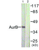 Anti-AURB antibody produced in rabbit affinity isolated antibody