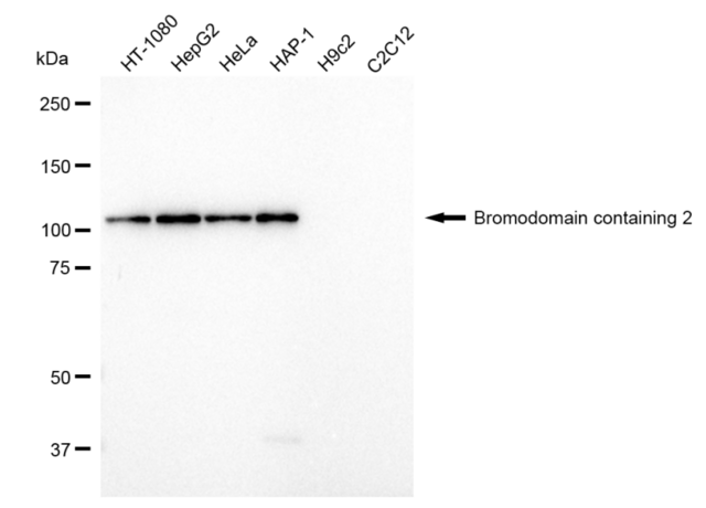 Anti Bromodomain containing 2 Antibody, clone 23GB1645, Rabbit Monoclonal clone 23GB1645, recombinant rabbit monoclonal, expressed in HEK293 cells