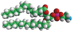17:0 PE Avanti Research&#8482; - A Croda Brand