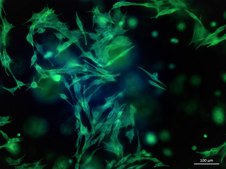 TissueFab&#174; bioink&nbsp; (Gel)ma -UV/365 nm